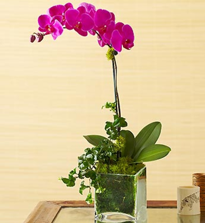 Phalaenopsis Orchid - Purple