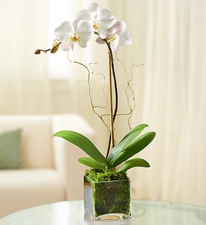 Phalaenopsis Orchid - White